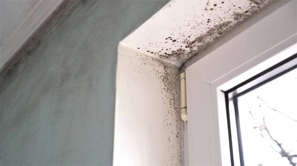 Best White Mold Remediation in Way, NE
