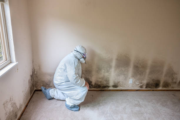 Best Post-Flood Mold Remediation in Way, NE