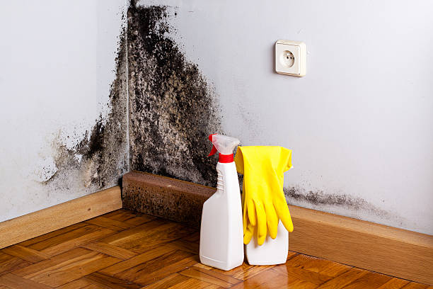 Best Health and Safety Mold Remediation in Way, NE