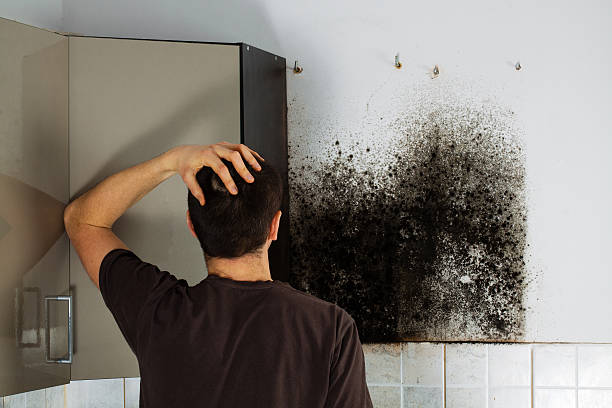 Best Residential Mold Remediation in Way, NE